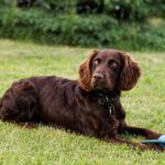 deutscher wachtelhund